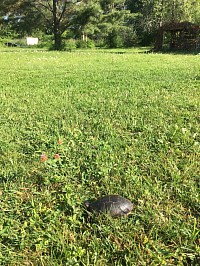 🐢 perdue ?