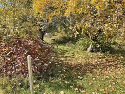 Sentier des pommiers 🍎
