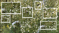 Pollinisation