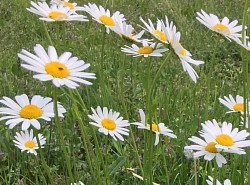 Marguerite fleur comestible 😋 piquante 🥉 décongestionnante