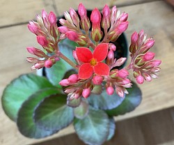 Plante disponible
