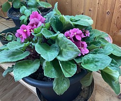 Violette