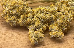 Verge d’or du 🇨🇦