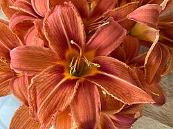 Hémérocalle 🥇 fleur croquante et savoureuse
