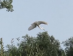 Aigrette en plongée