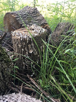 Bûche de champignon