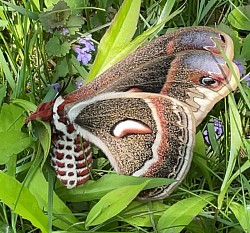 Papillon de nuit