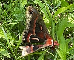 Dessus papillon de nuit