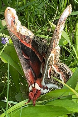 Face papillon de nuit