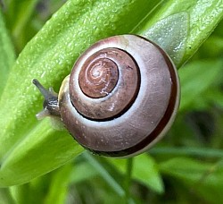 Paolo l’Escargot