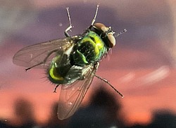Macro + 45X grand angle