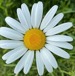 Marguerite