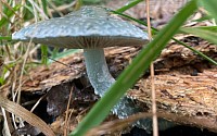 Champignon tout mignon