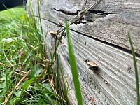 Champignon