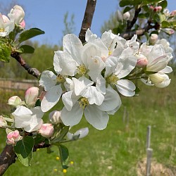 Fleurs de pommier