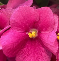 Violette