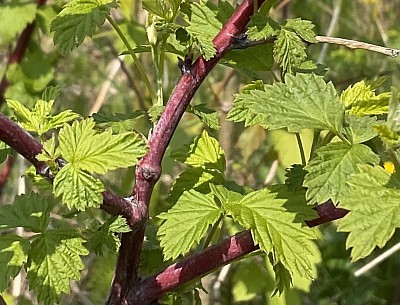 Feuille de Framboisier sauvage