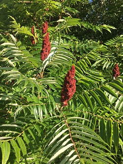 Sumac de Vinaigrier