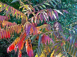 Vinaigrier 🌈 en automne